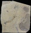 Permian Branchiosaur (Amphibian) Fossil - Germany #31703-1